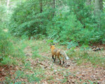 A red fox trots down a trail at Muddy Pond Wilderness Preserve.