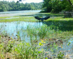 A Great Blue Heron takes off from the shallows of Muddy Pond.