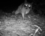 A raccoon looks for a snack in the mud of a vernal pool.